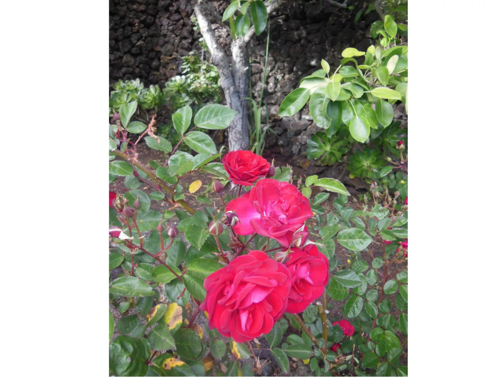 Traditionelles kanarisches Landhaus-Outside