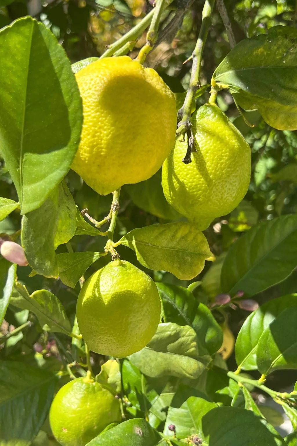 Schicker Bungalow in extrem ruhiger Lage und doch zentral gelegen-Outside
