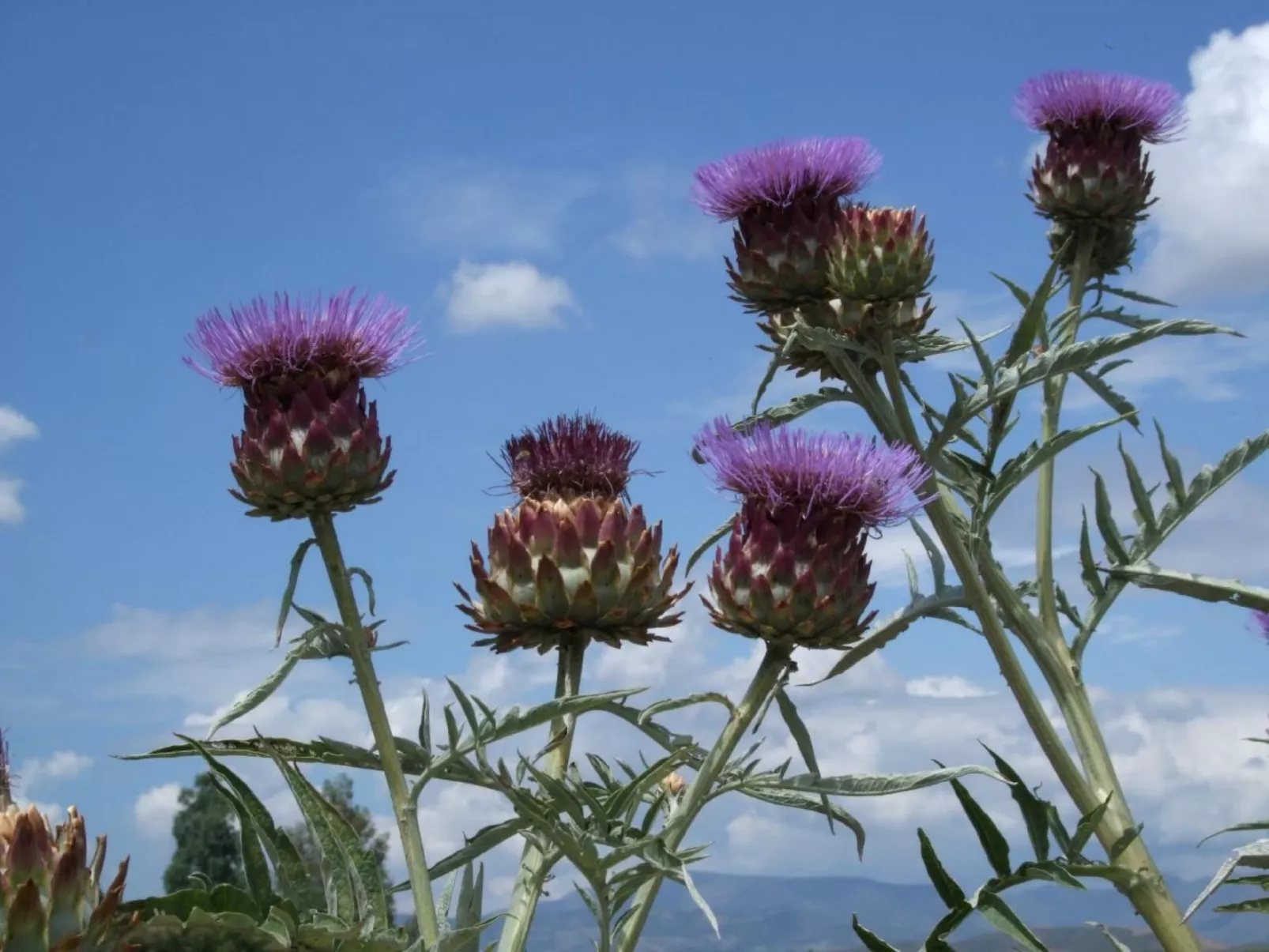 Gemütliches Ferienhaus in Tíjola mit Grill, Garten und Terrasse-Dehors