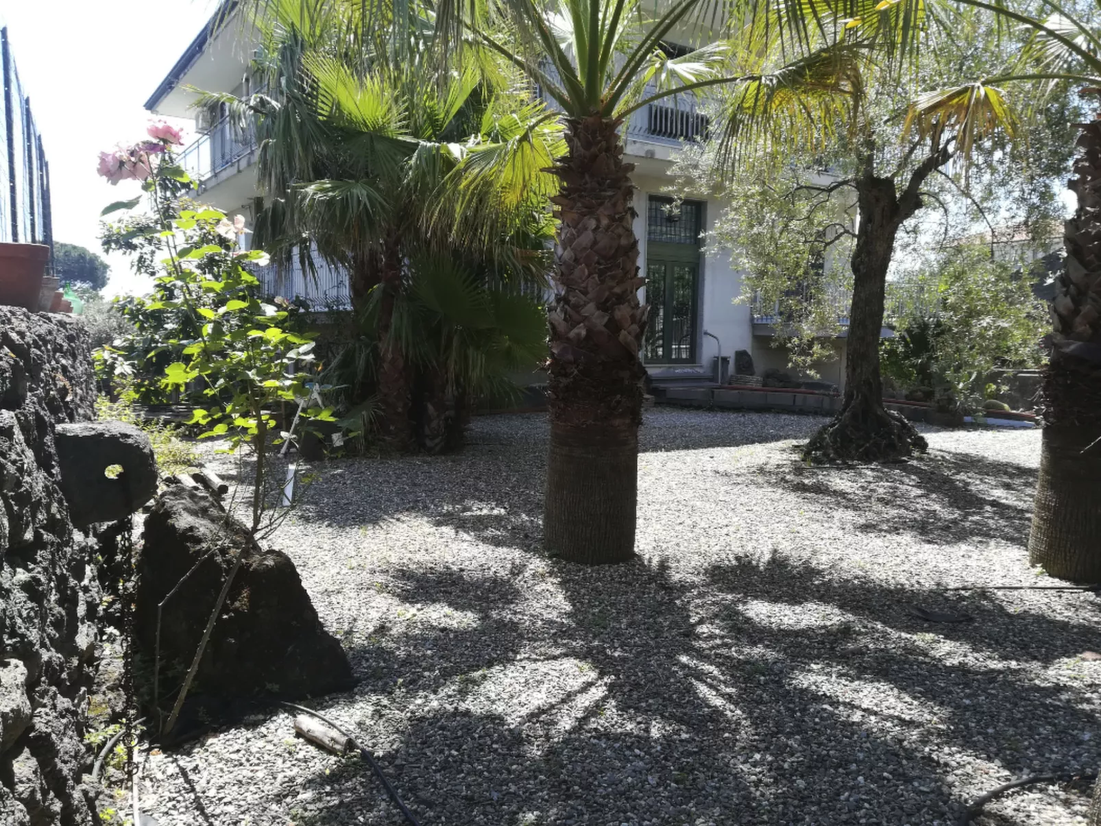 Le Palme in linera-Draußen