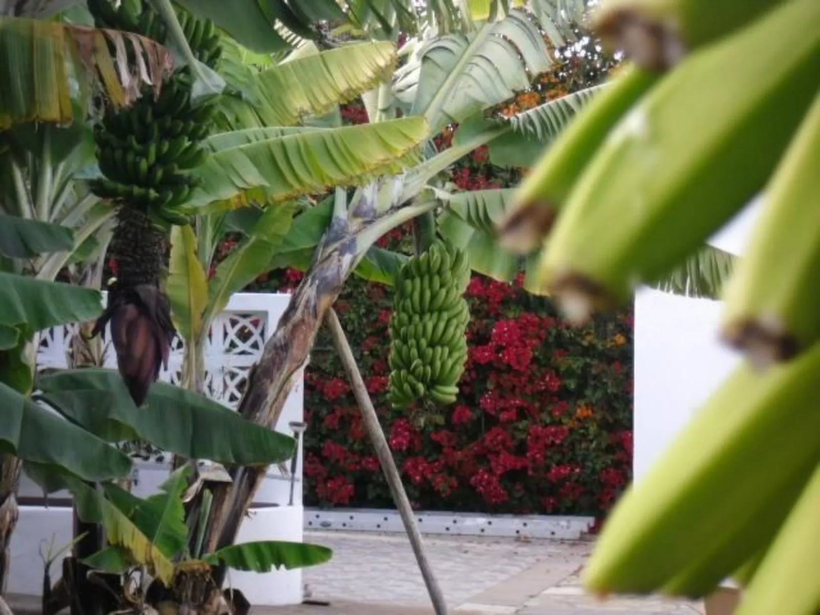 Familienanwesen von 60.000 m2 mit Schwimmbad-Outside