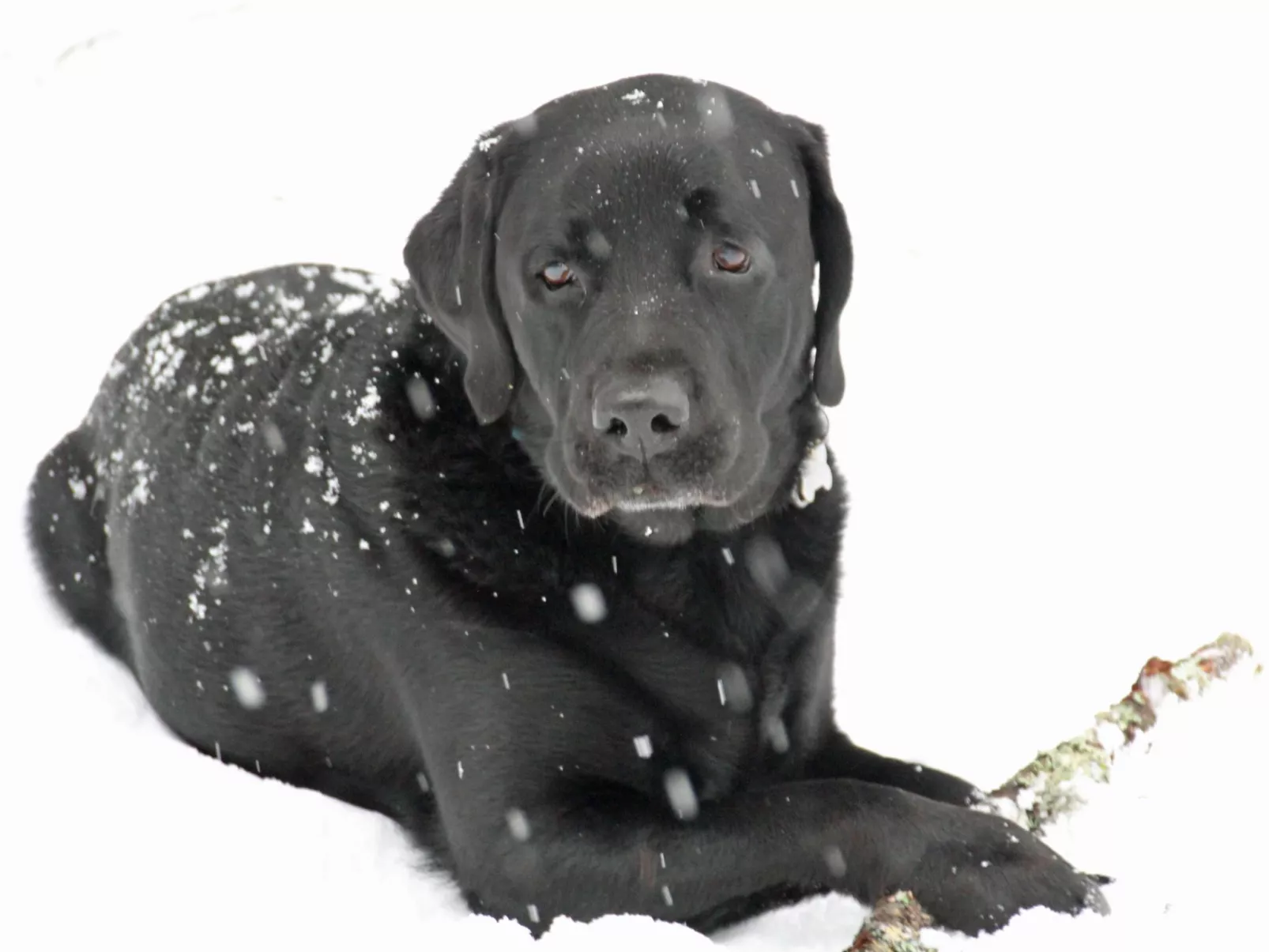 Chalet Gletscherfloh-Dehors