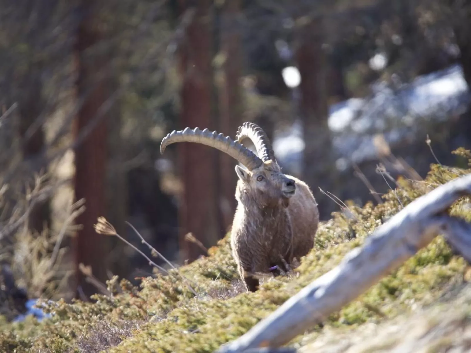 Chesa Thom / ÖV inklusive-Draußen