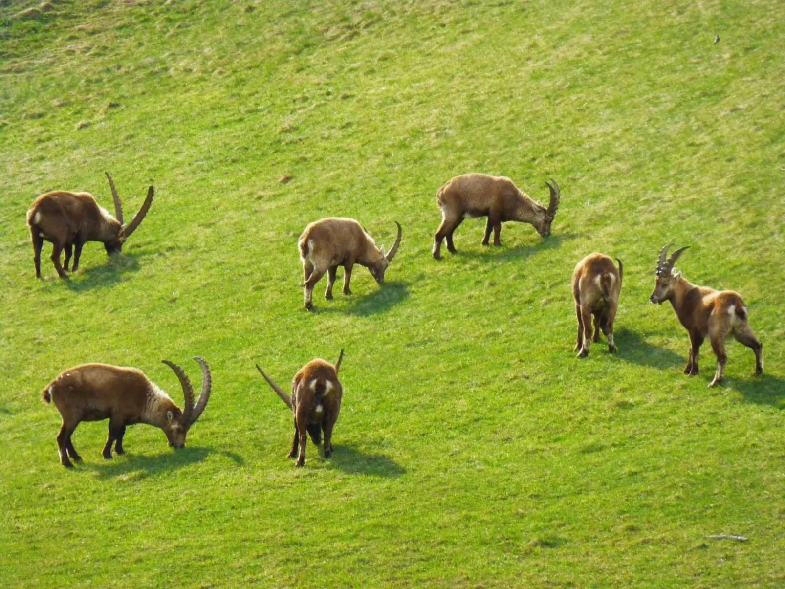 Chesa Azalea 30-Image-tags.info