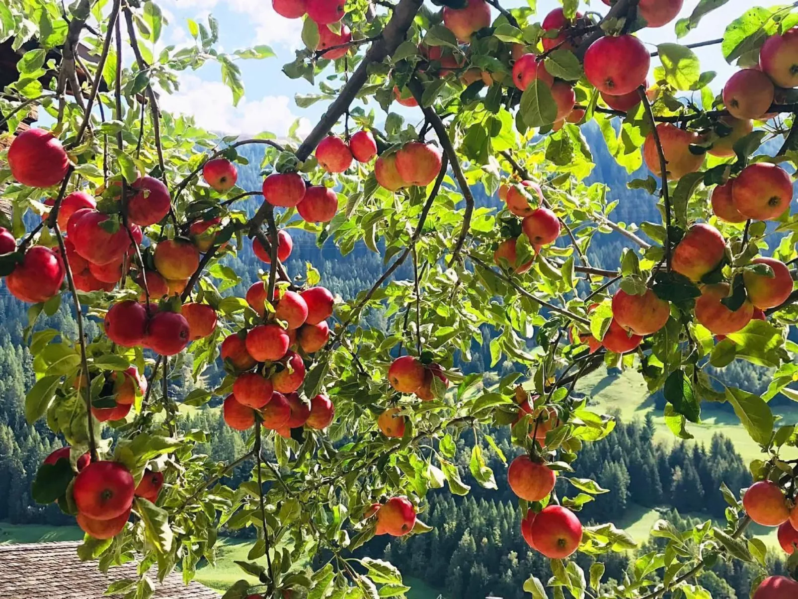 Spycher Niederwald-Image-tags.info