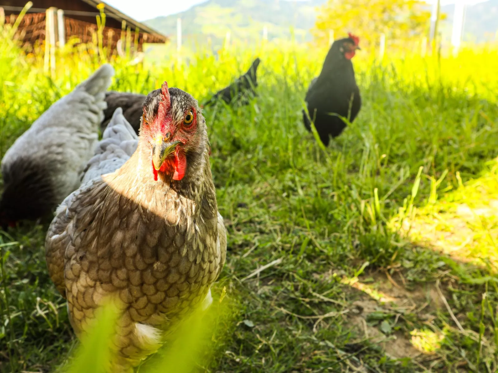 Biohof Langberg-Outside