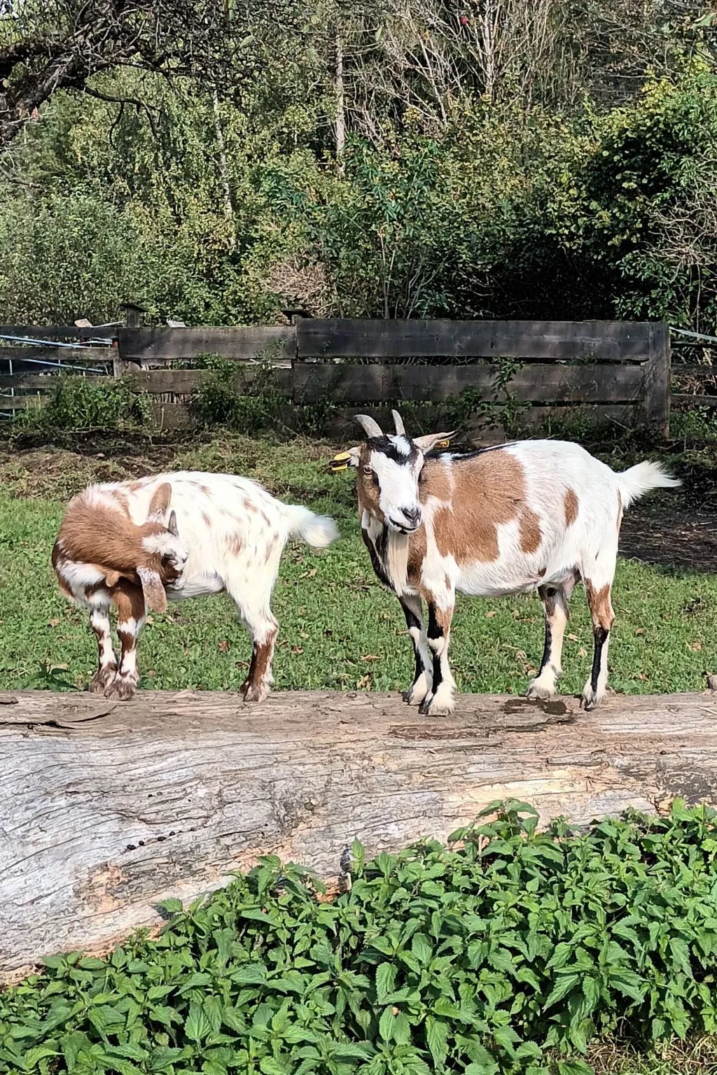 Umundumhütte-Draußen