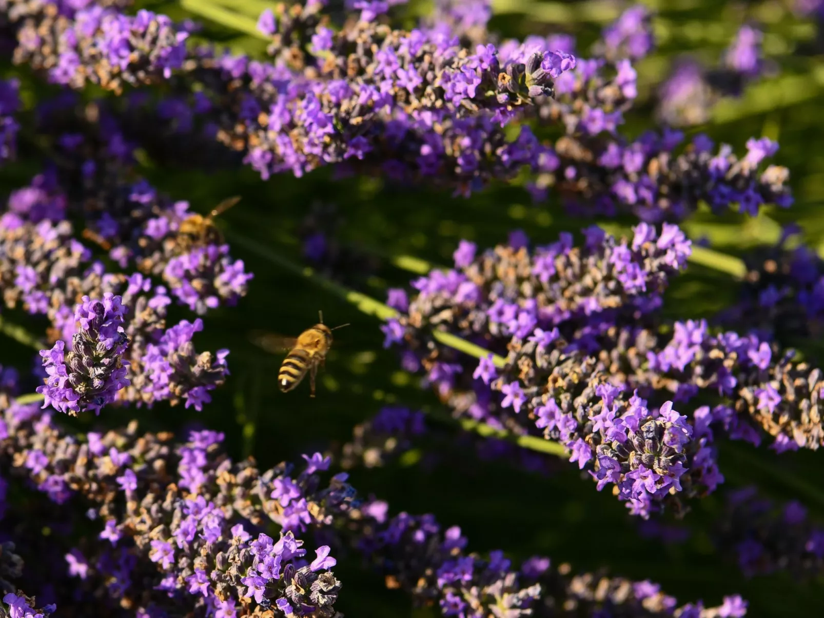 Dalmatinisches Landhaus Martin-Outside