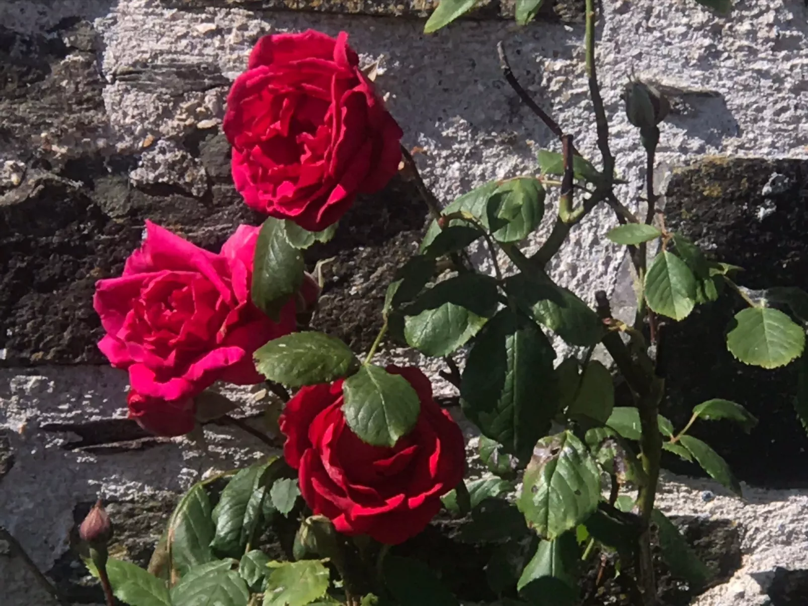 Idyllisches,haustierfreundliches Landhaus Lavender-Outside