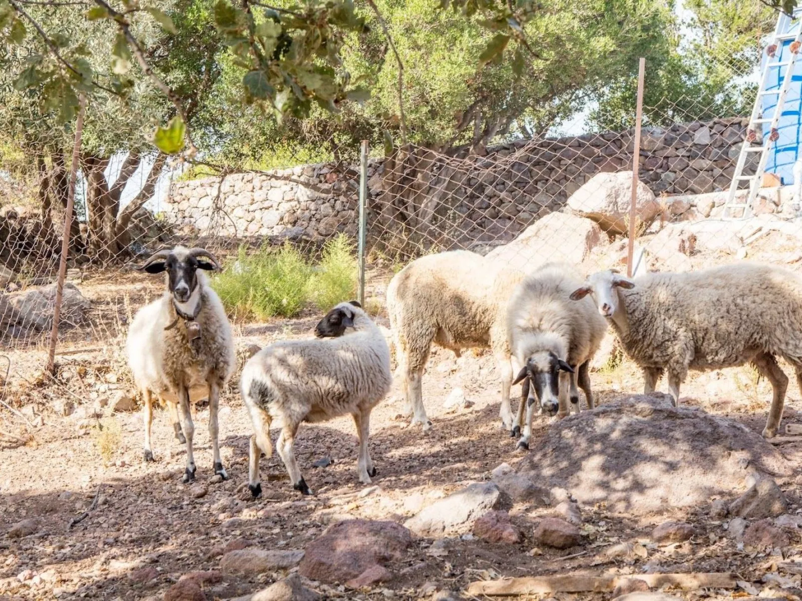 Assos Sivrice Gästehaus-Outside