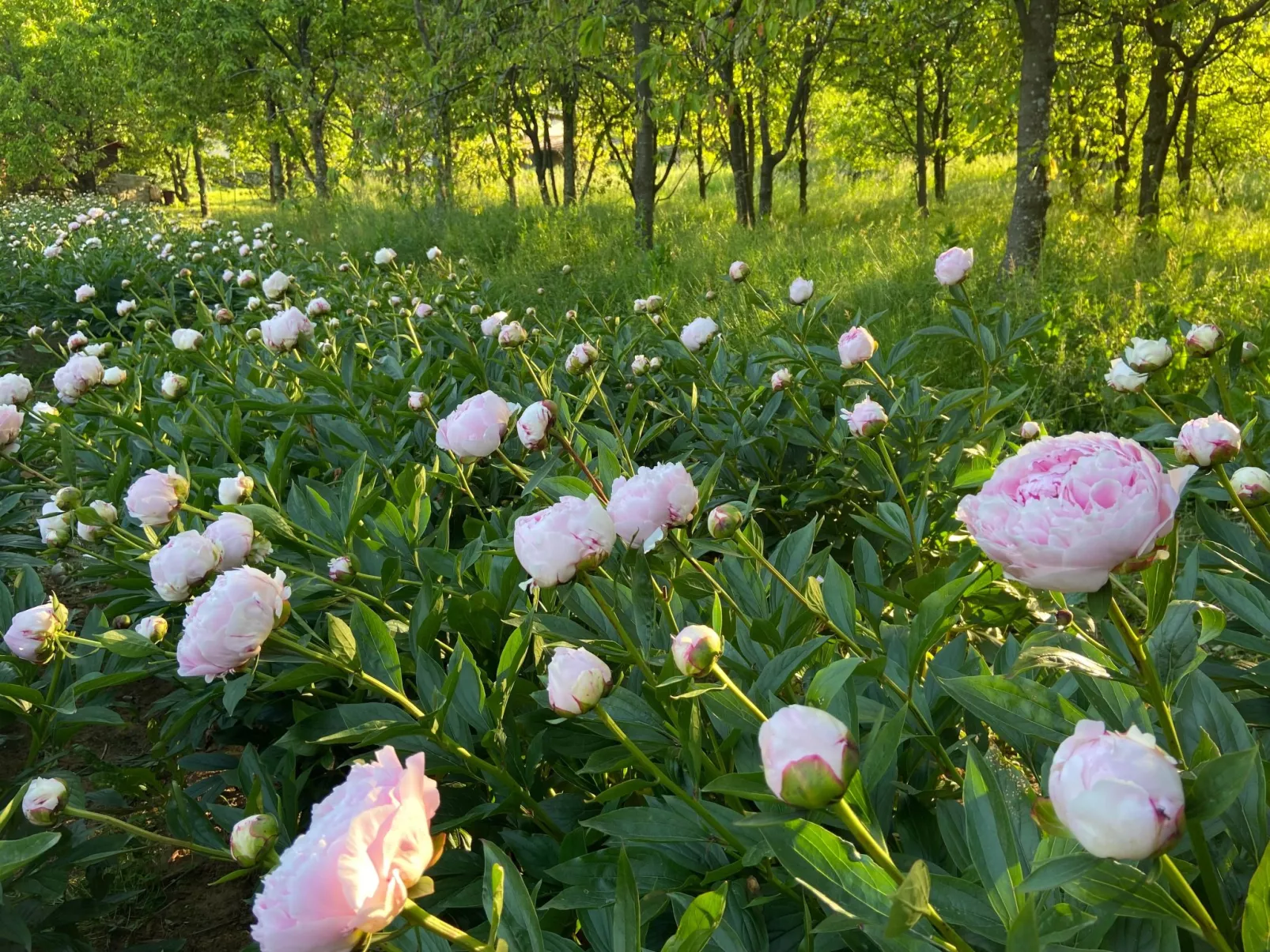 Villa Mi, Rukavac, Opatija Riviera-Dehors