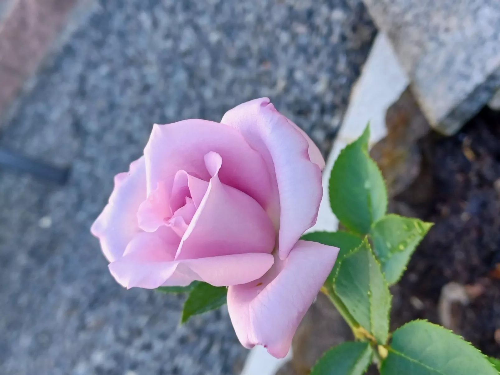 Monterosa in Baden-Baden-Draußen