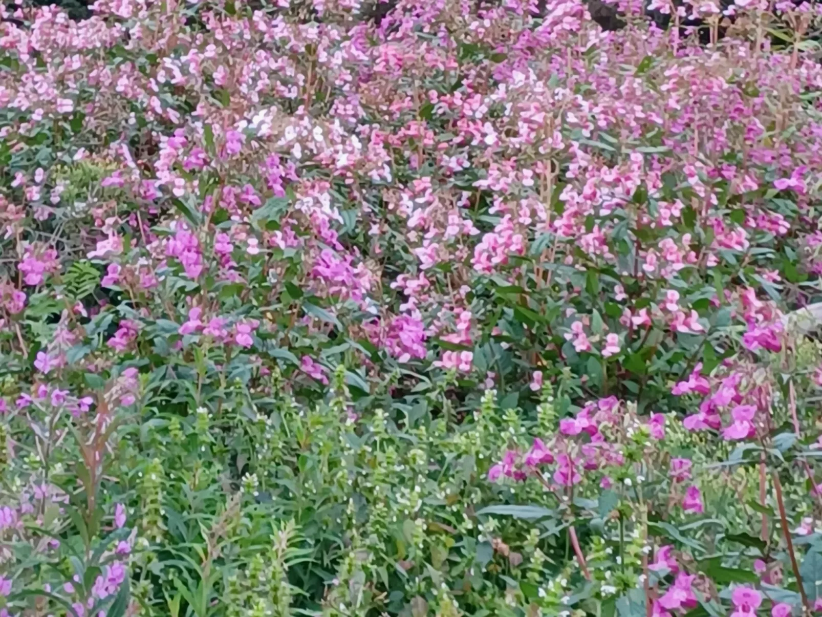 Walli OG Hahnenklee-Outside