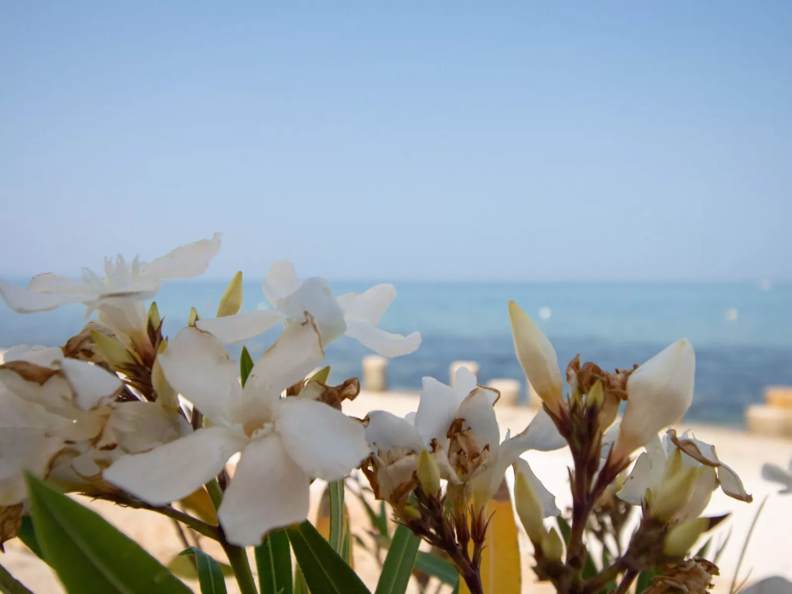 NEW Beachfront Wohnung mit Meerblick - TA Leut-Dehors