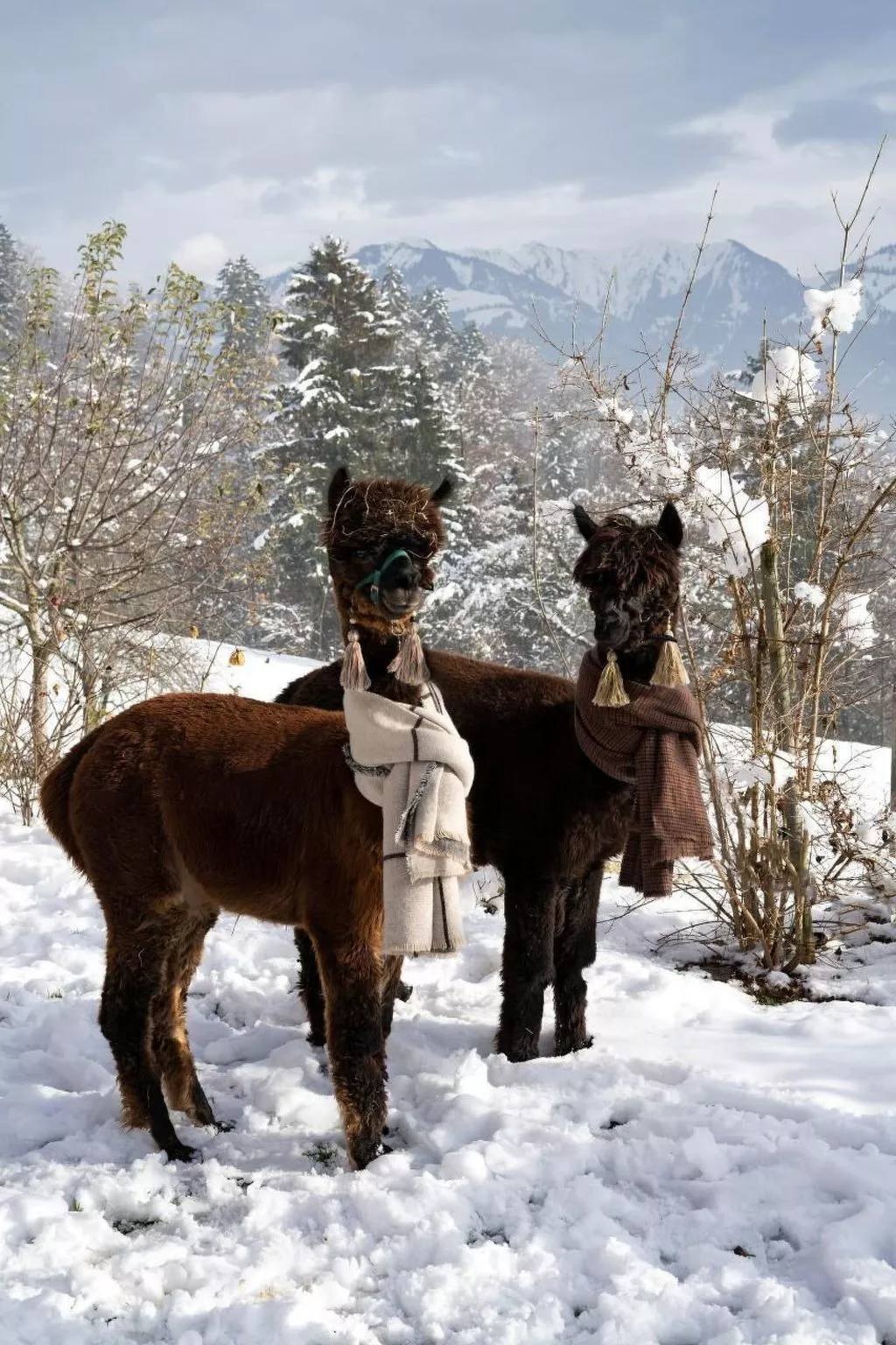 Holzhaus auf Lamahof-Image-tags.info