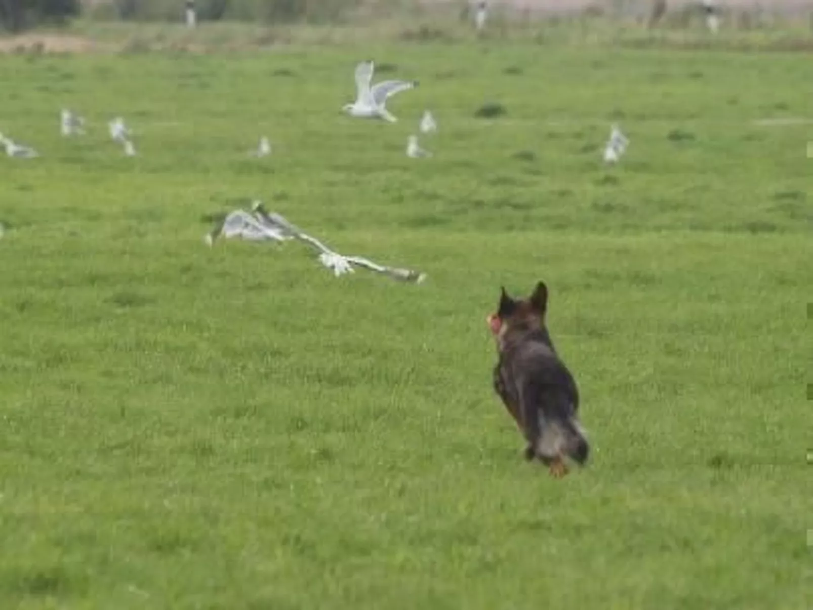 Huus Thimo-Image-tags.info