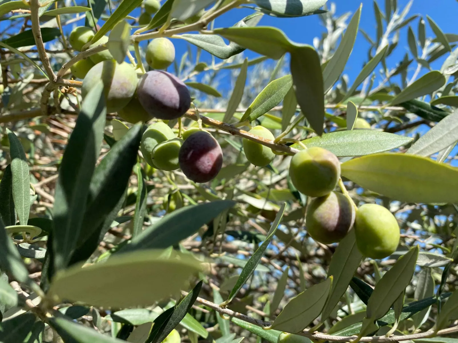 Großes Studio mit Terrasse mit Meerblick-Draußen
