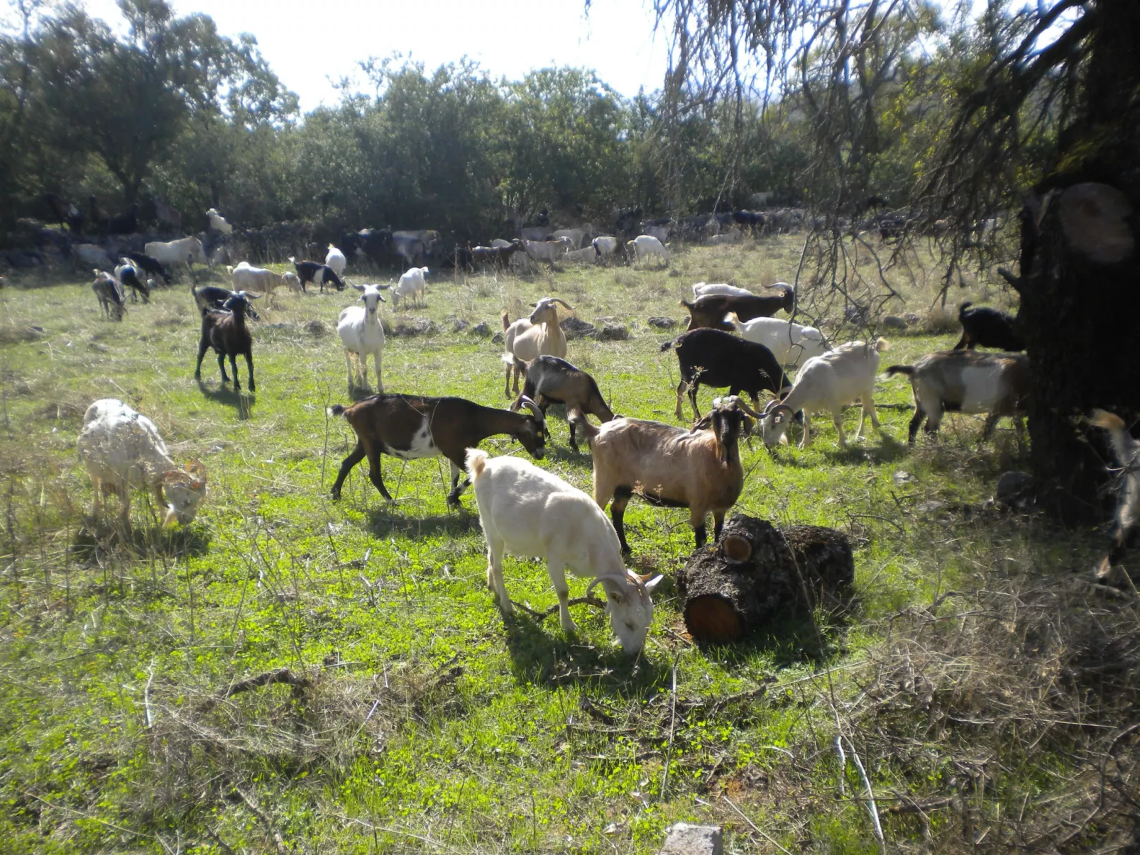 Steinhaus in Leonido mit Parkplatz-Outside