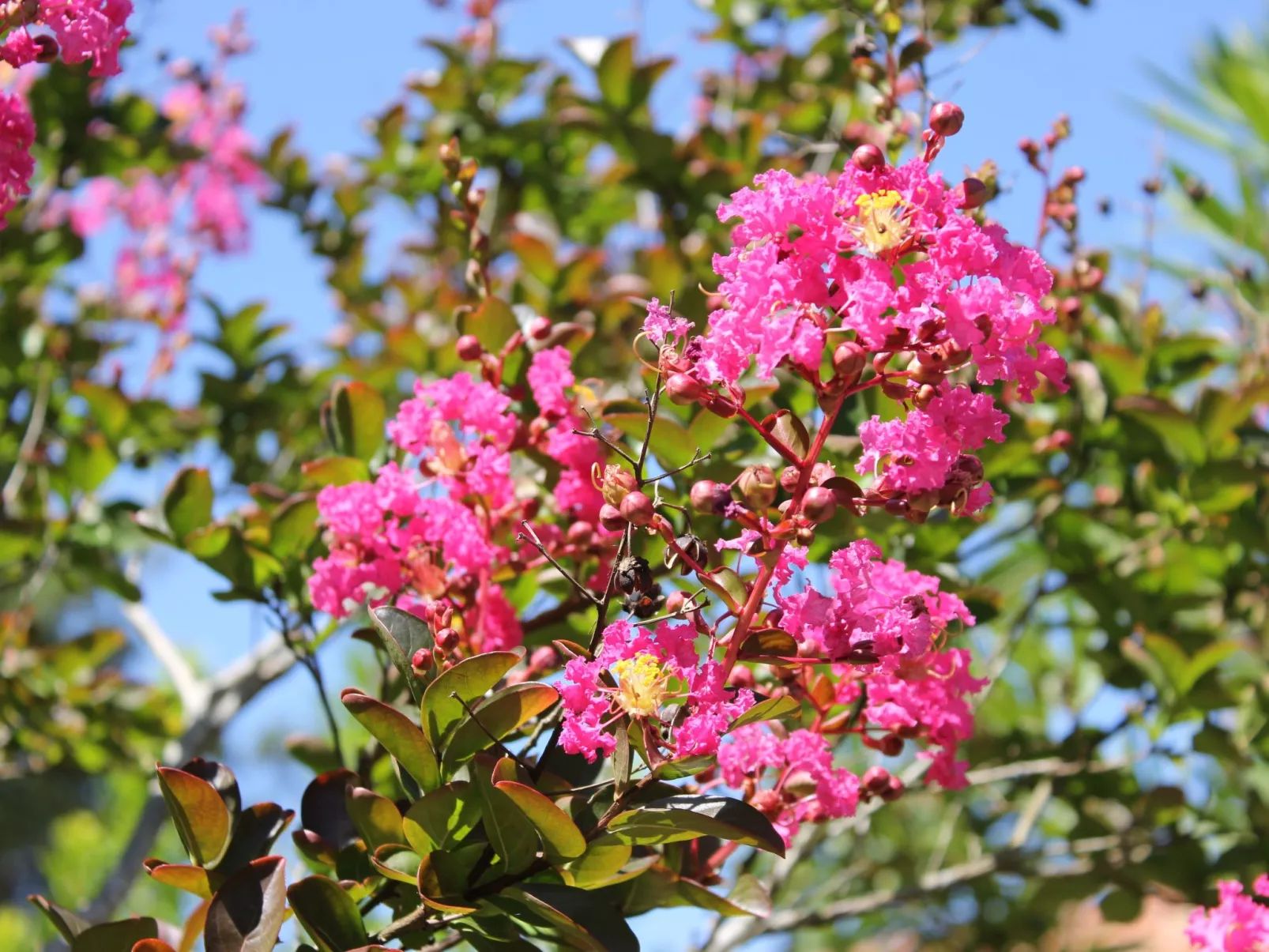 Villa "La Belle Vie"-Dehors