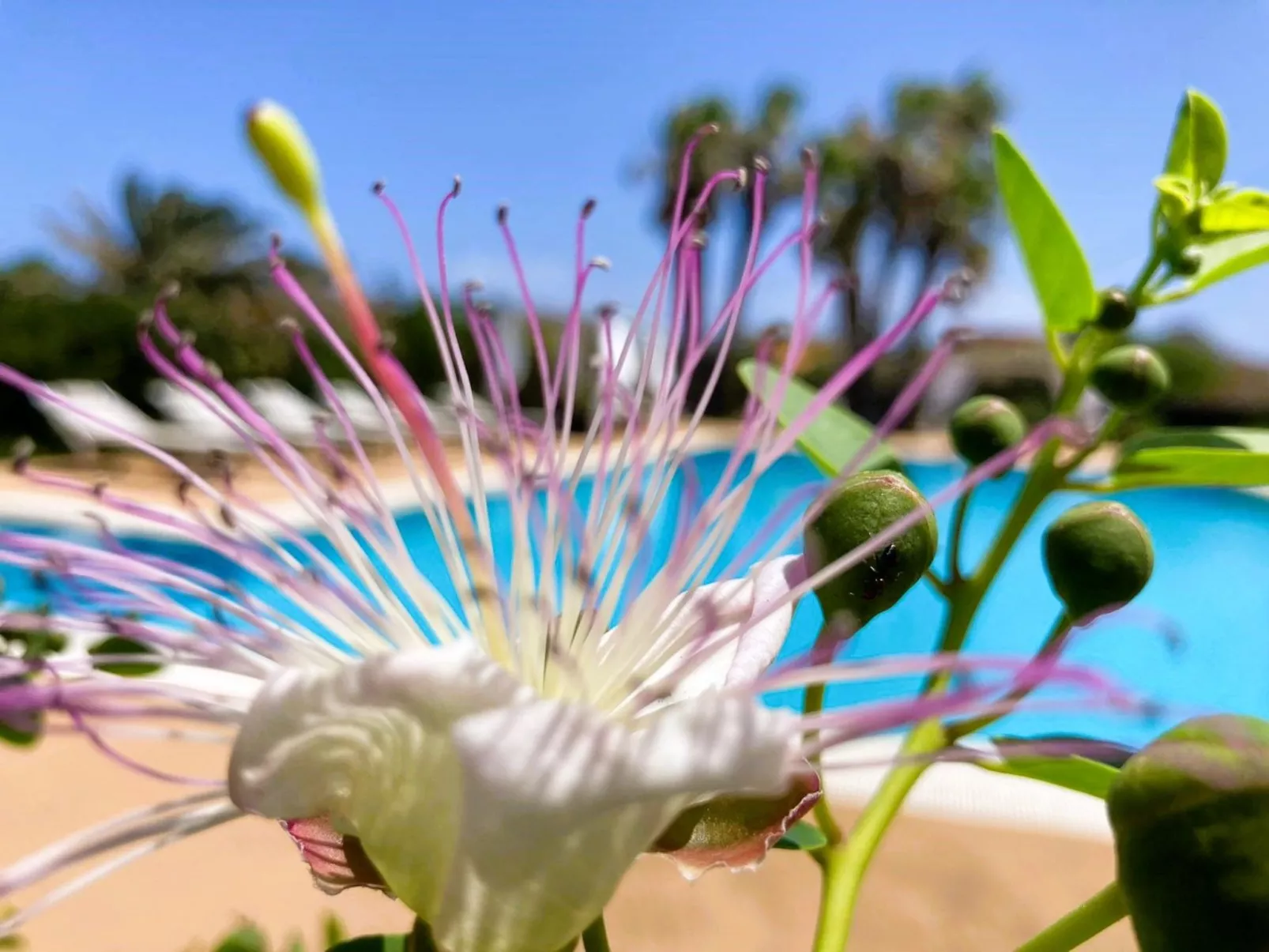 Stammes-Suite-Image-tags.info