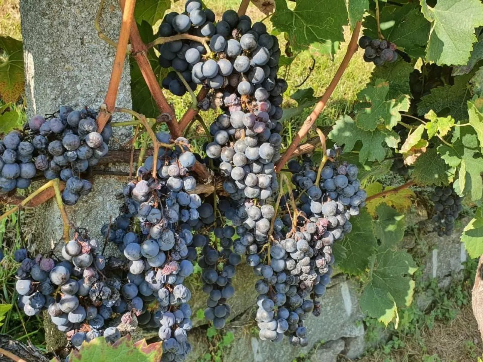 Casa delle Vigne-Image-tags.info