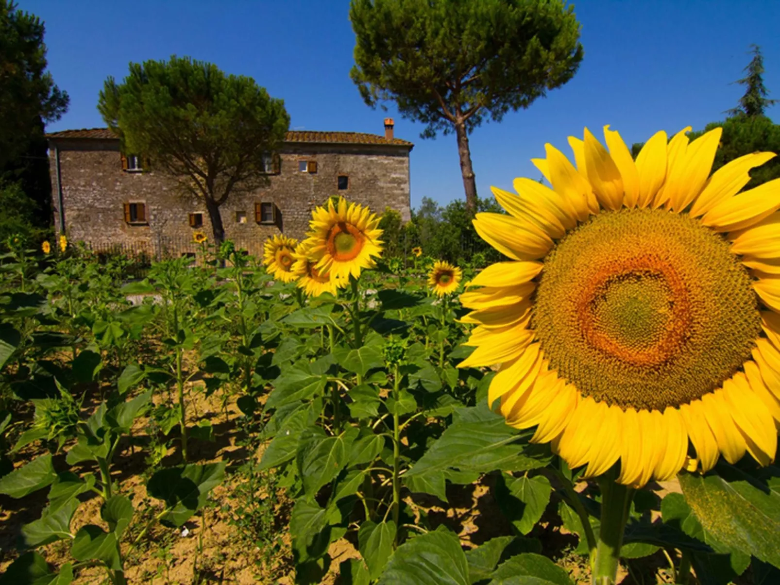 Flach 'Molinello Cipresso