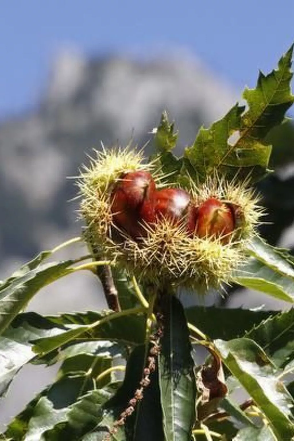 Mit Terrasse auf einem Bauernhof-Draußen