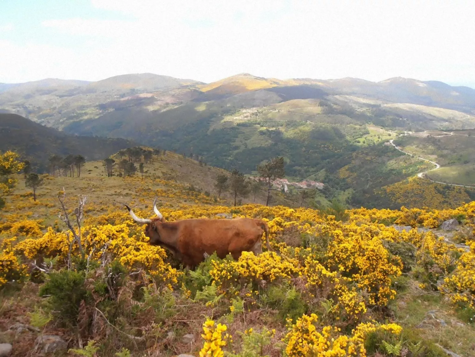 "Großmutters Häuschen" mit überdachter Terrasse-Draußen
