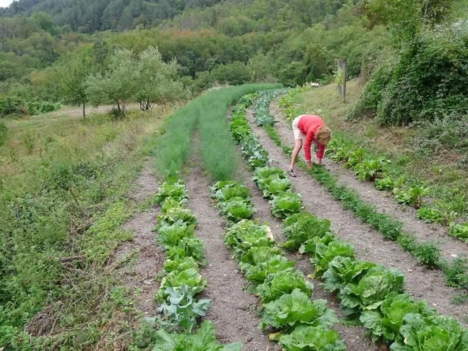 Sole-Image-tags.info