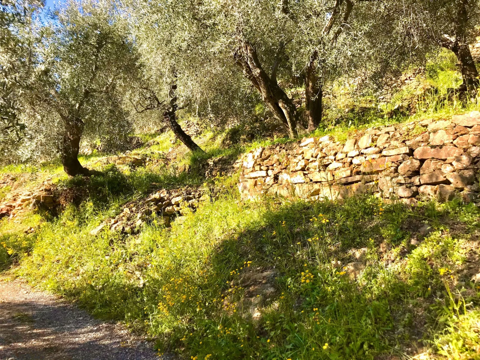 Casa Uliveto-Draußen