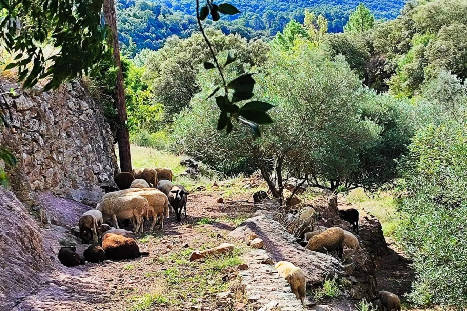 Mirabeau-Gebiete Sommer 5 km