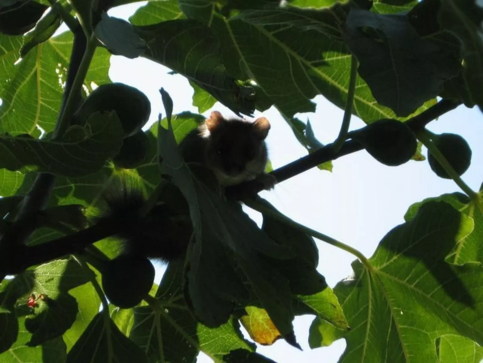 Niederwaldhaus in Solto Collina