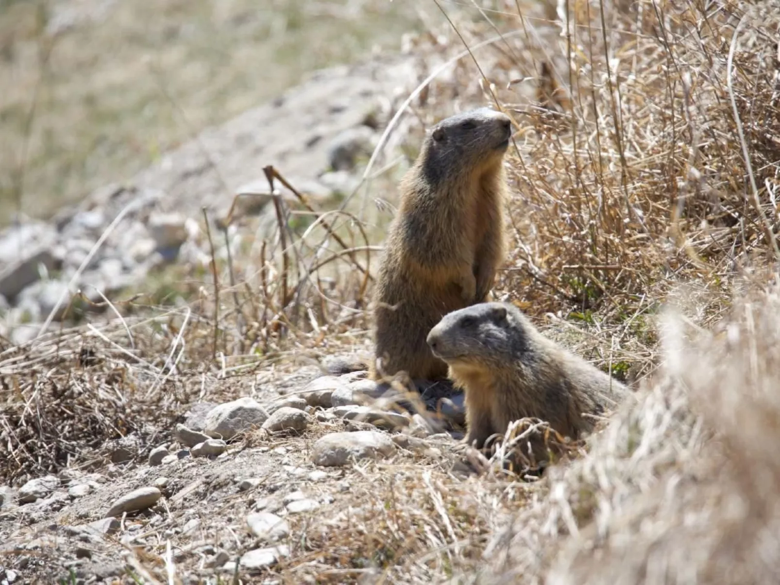 Chesa Thom / ÖV inklusive-Draußen