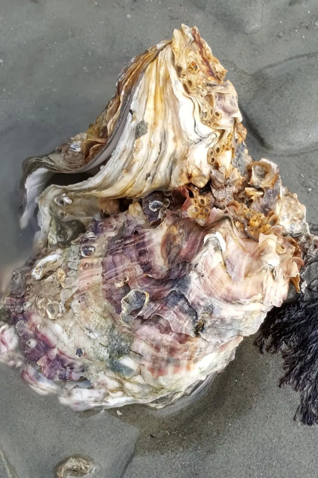 Gemütliches Haus mit komplett umzäuntem Garten-Image-tags.info