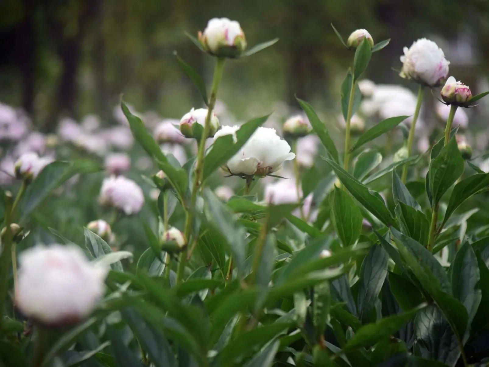 Villa Mi, Rukavac, Opatija Riviera-Dehors