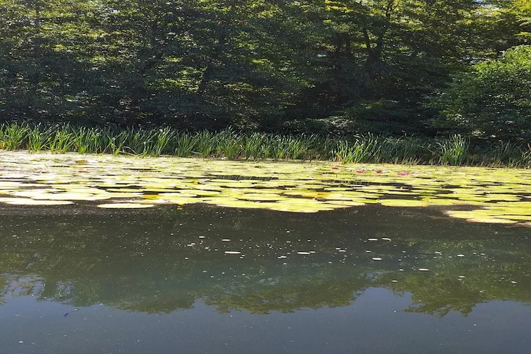 Dom nad jeziorem Mausz Parchowo-Areas within 1km in summer