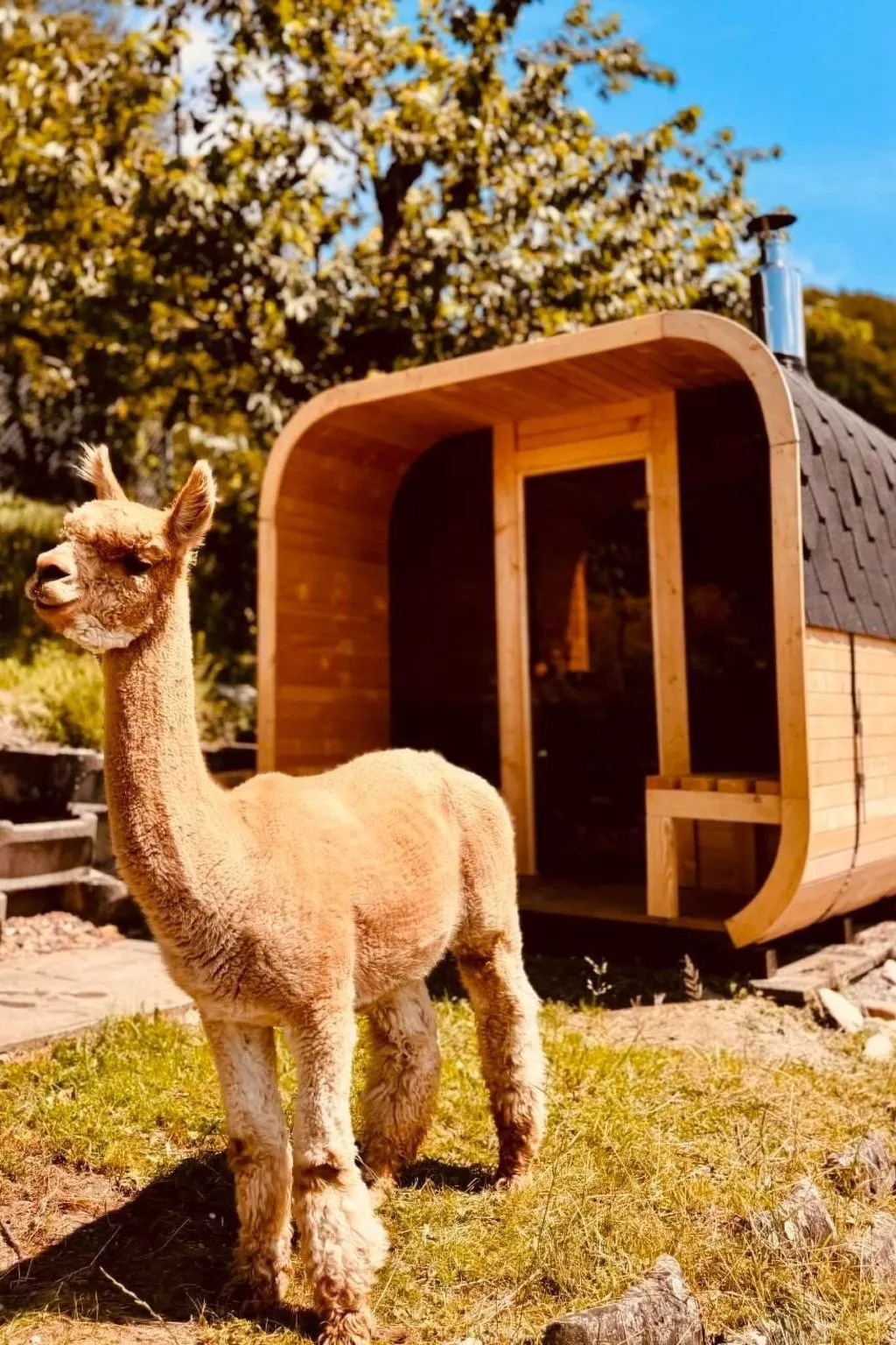 Alpaka-Ferienhaus Oenzlen