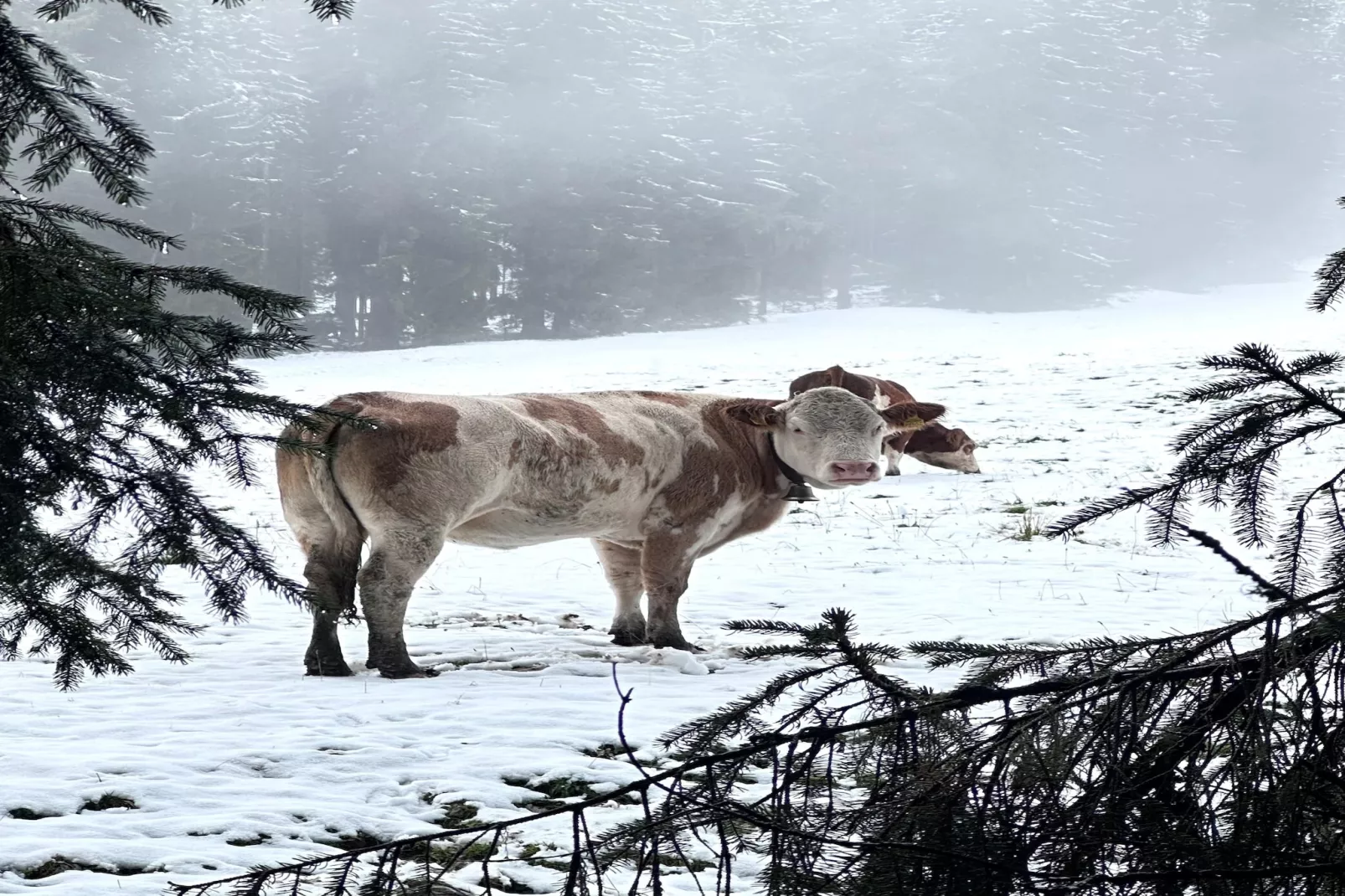 Chalet Elisabeth-Exterior in winter