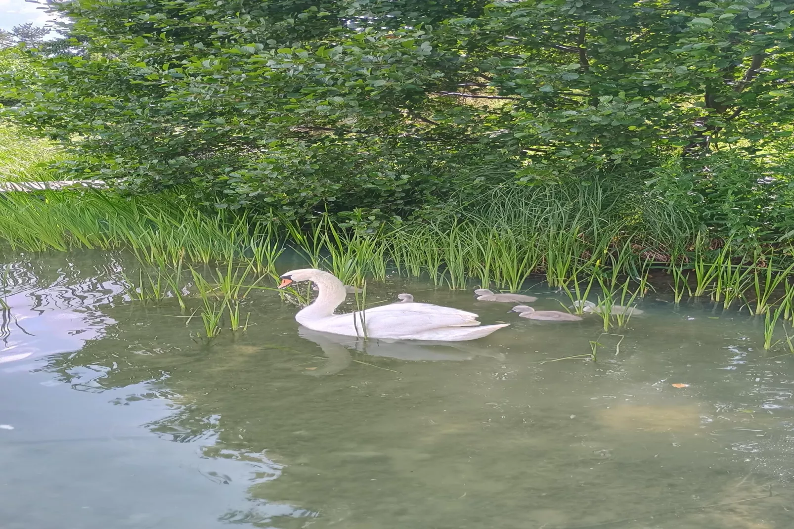 Holiday home Parchowo-Gebiete Sommer 1 km