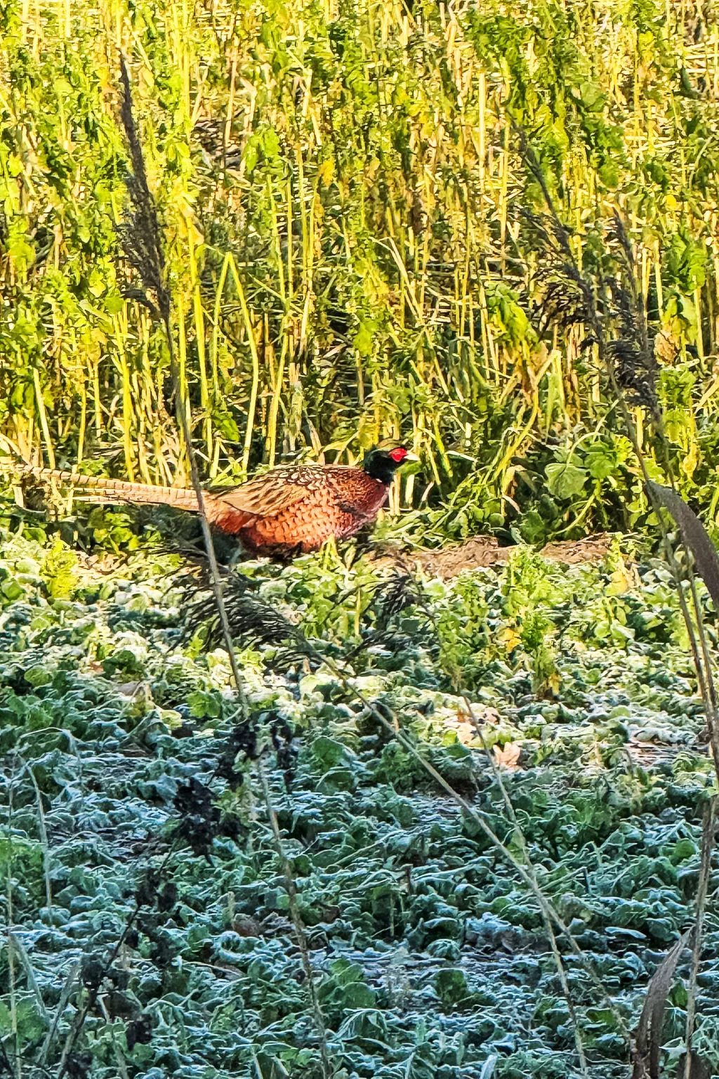Freier Feldblick mit Hottube-Outside