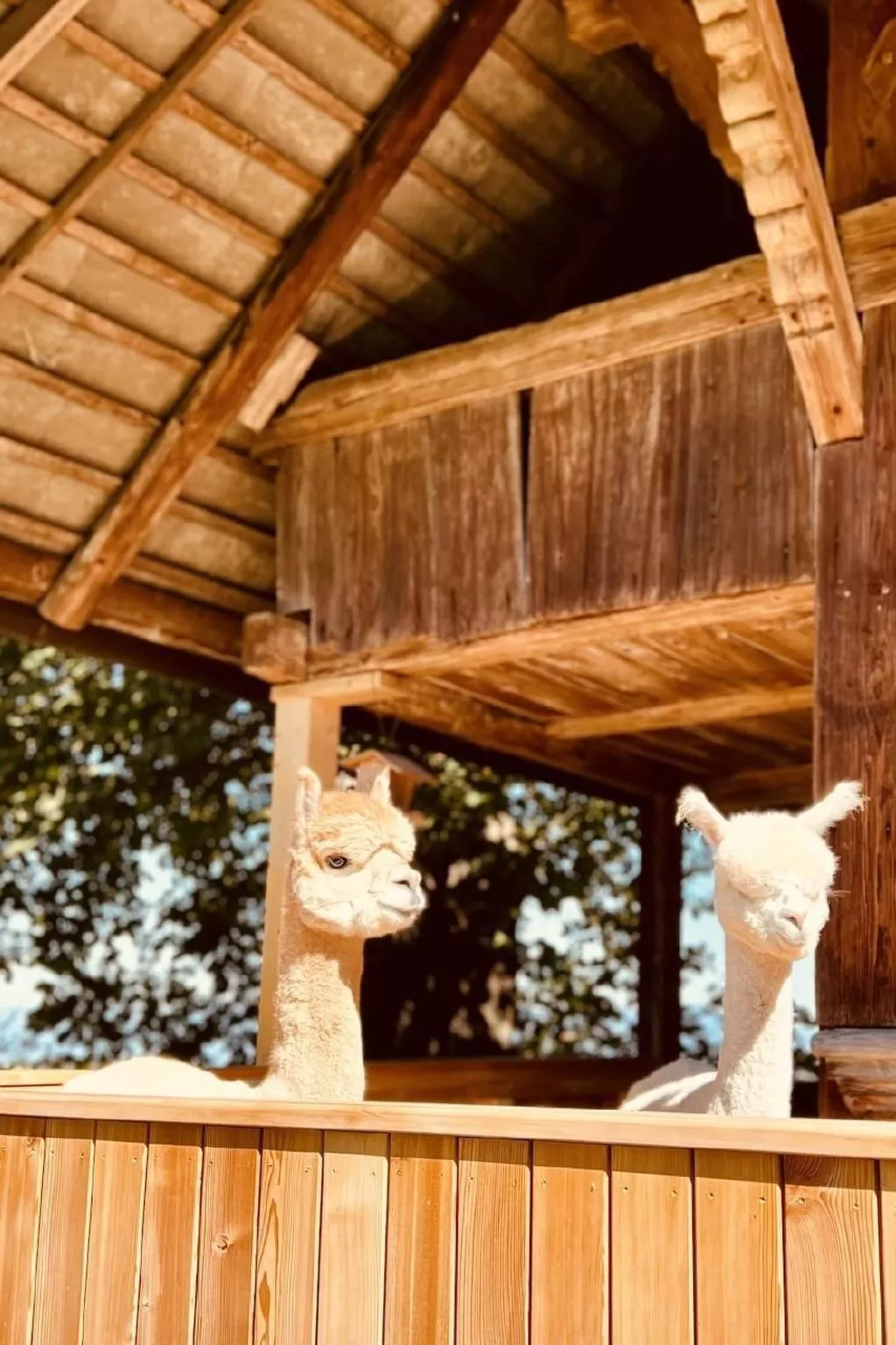 Alpaka-Ferienhaus Oenzlen