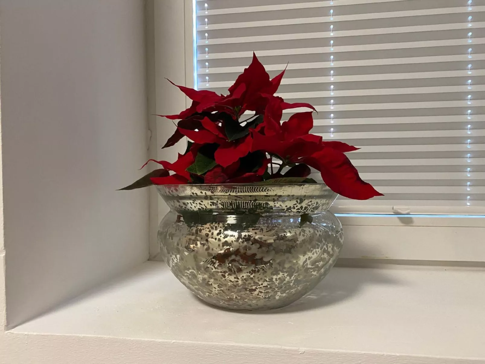 In Hameln mit Garten