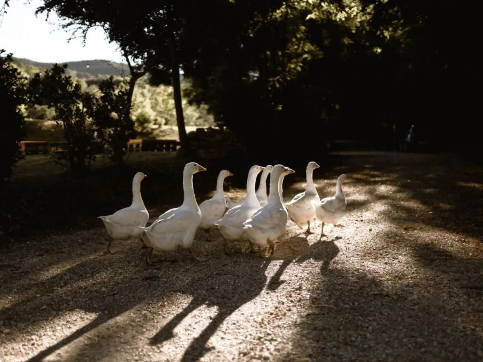 Le Radici - Olivo - Entspannen im Herzen von Umbrien