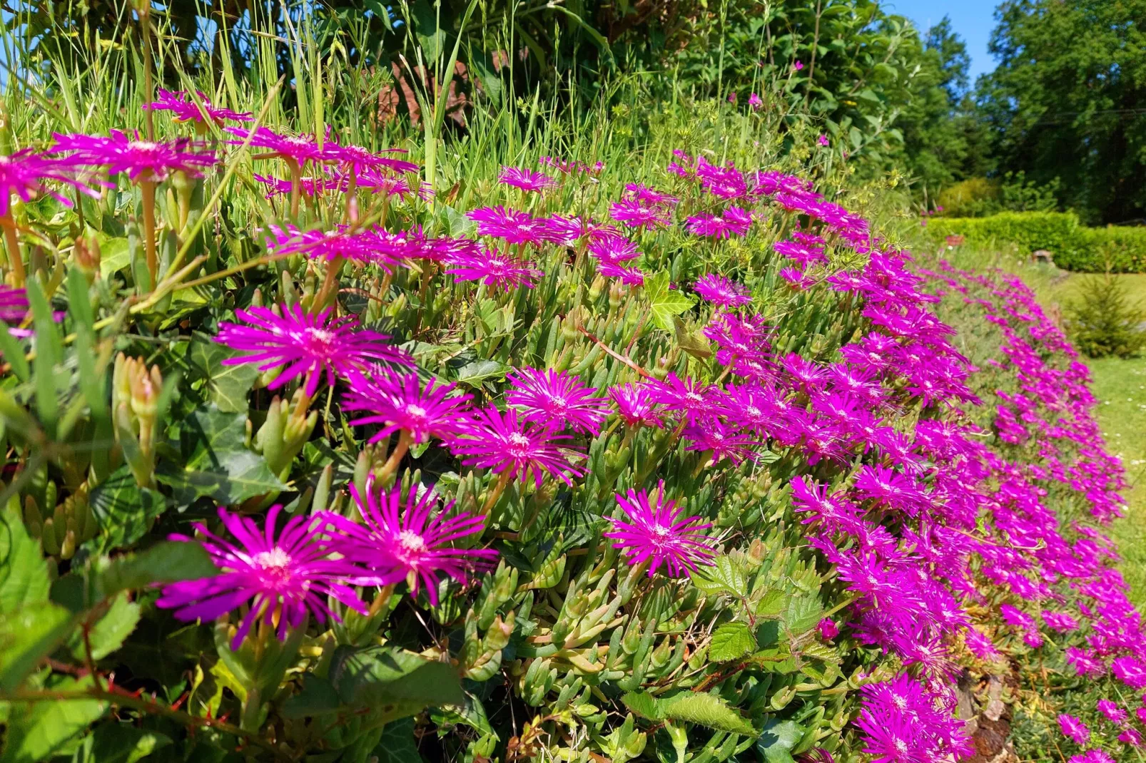 Safaritent Montizon-Gardens summer