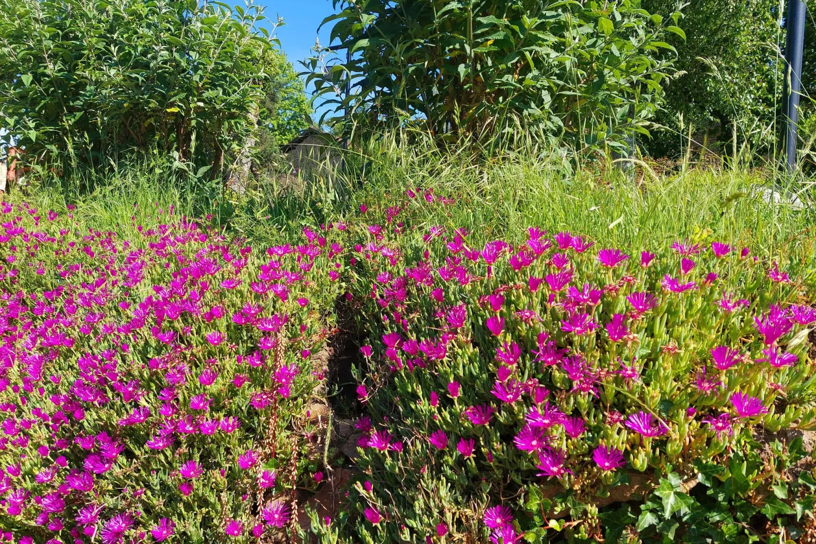 Safaritent Montizon-Gardens summer