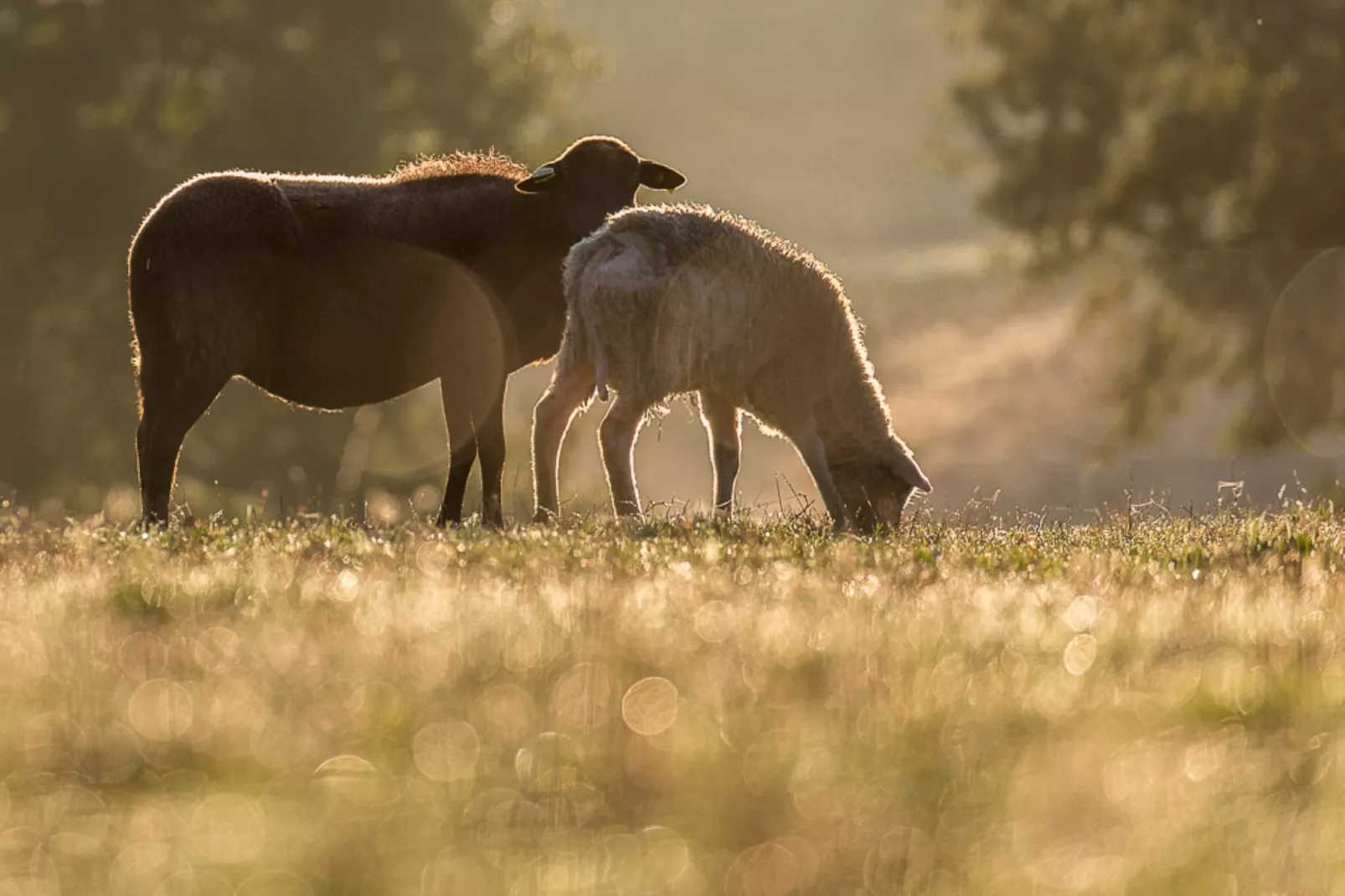 Le petit Nichoir-Areas within 1km in summer