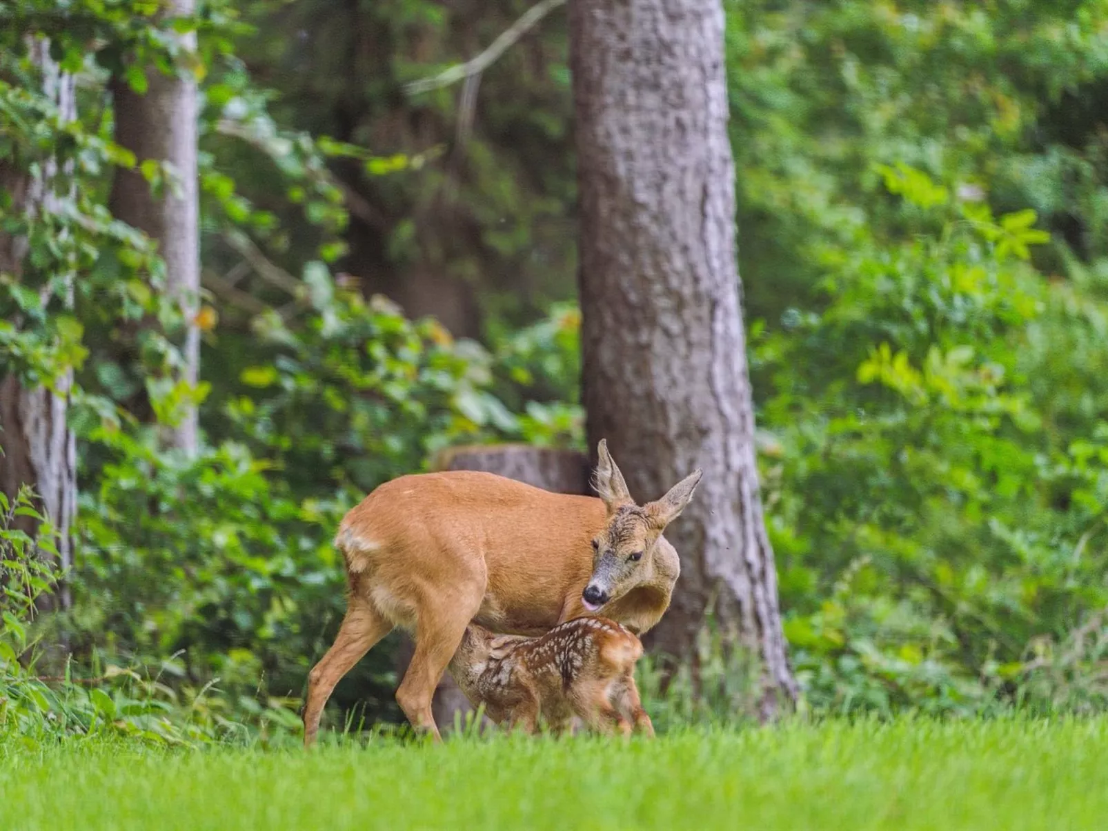 "Auli" - 125m from the sea-Outside