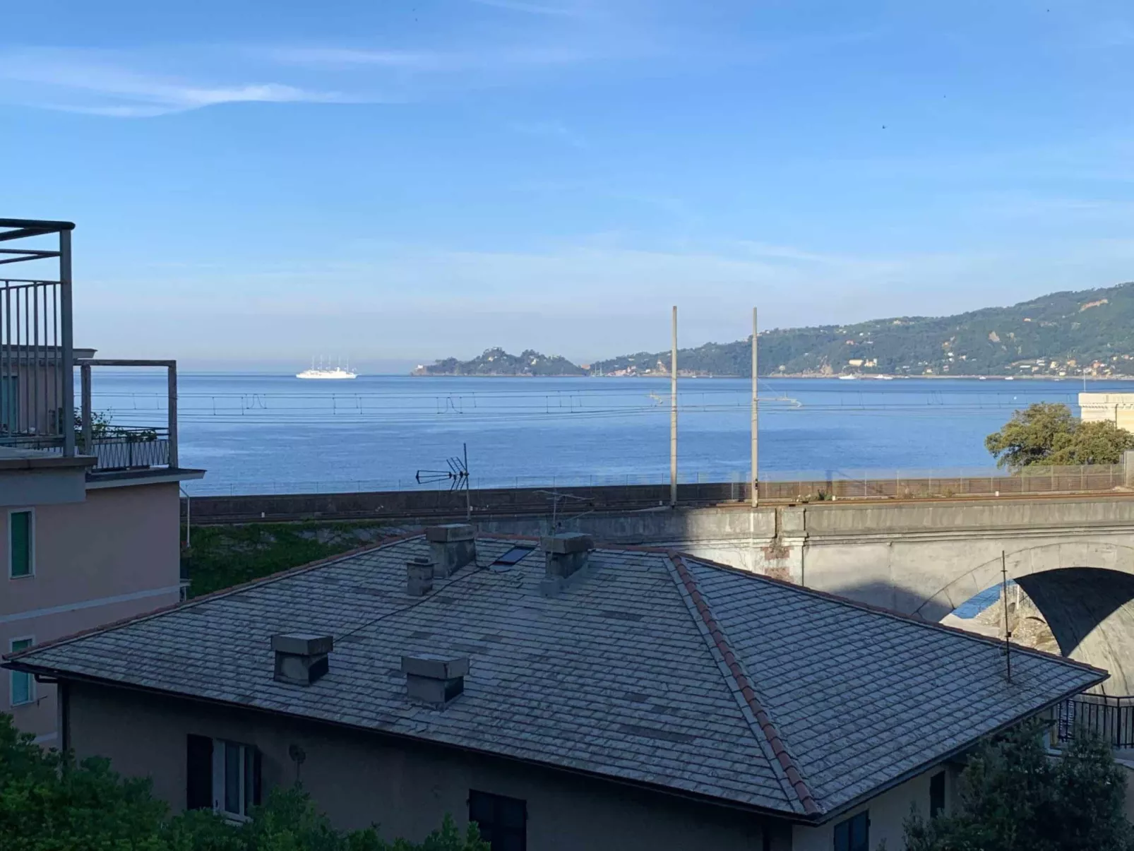 Pitosforo - Image-tags.info