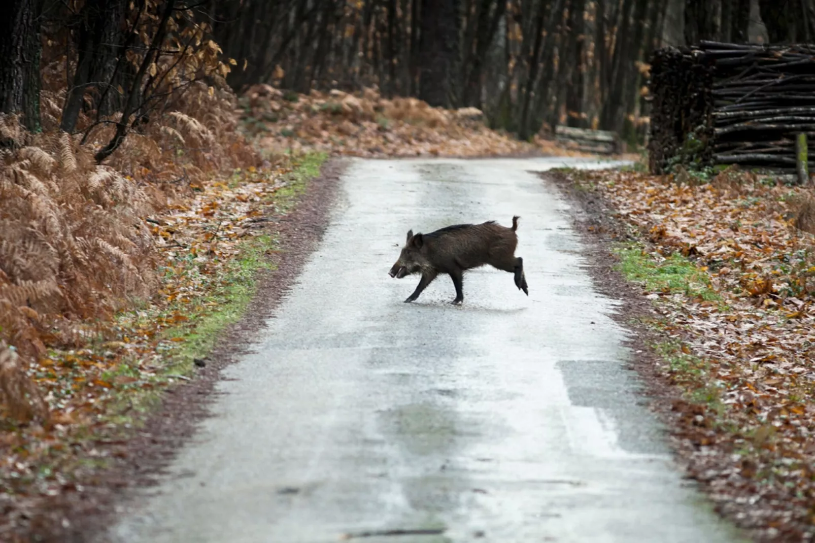 Le petit Nichoir-Areas within 1km in summer