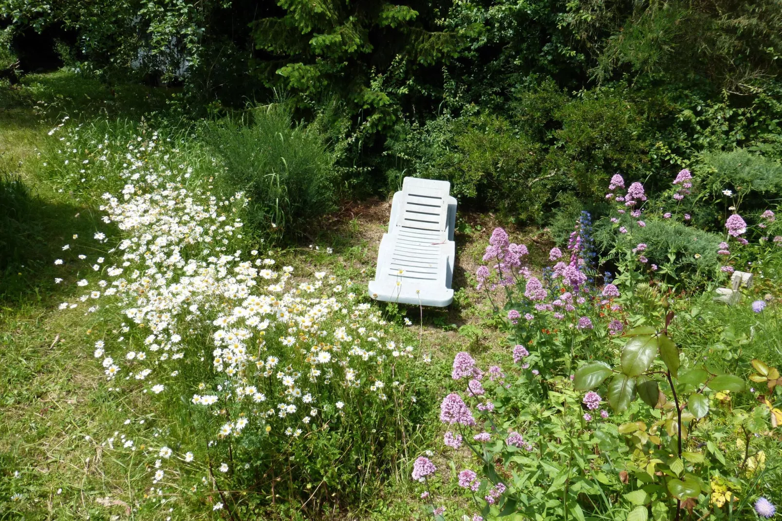 Dupleix dans un jardin bucolique à Saint Briac sur Mer-Jardin d'été